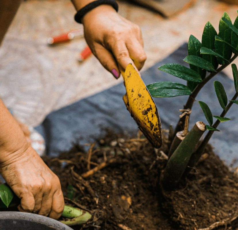 Imagem de uma pessoa plantando